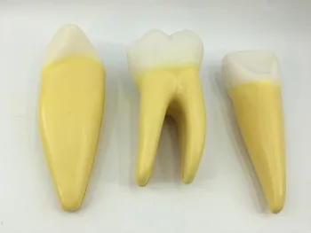 12X מוגדל שיניים המודל (3 שיניים/סט) שן אנטומי דגם, שיניים מלמד מודל